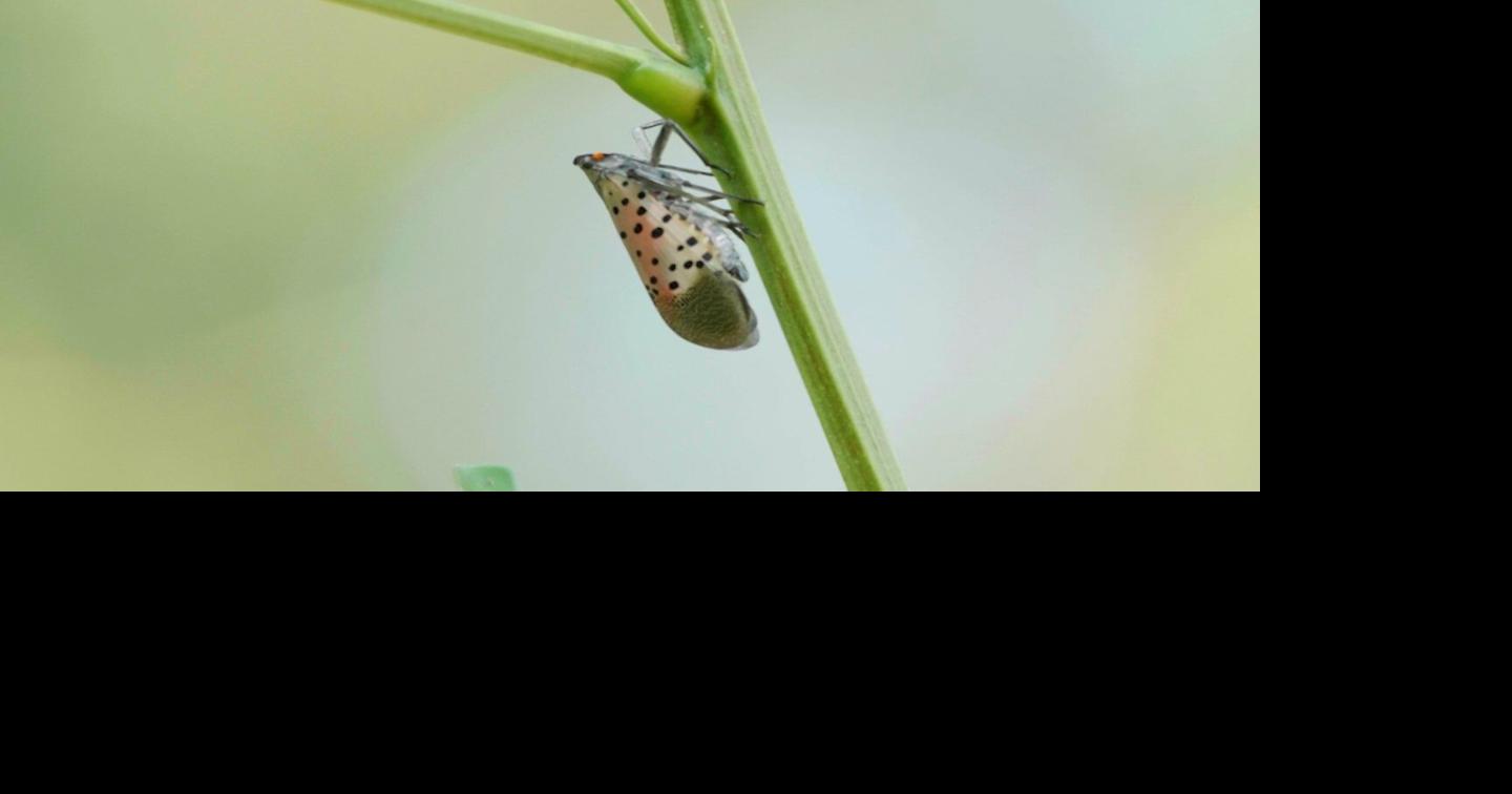 Delaware Department of Agriculture Fights the Invasive Spotted Lantern ...