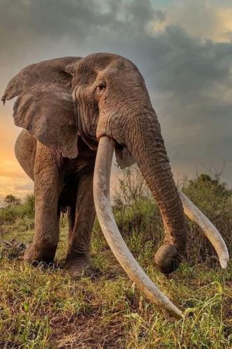 Kenya-Beloved Elephant Dies