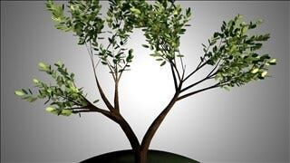 Arborists Offer Tips to Keep Lawns Deer-Free
