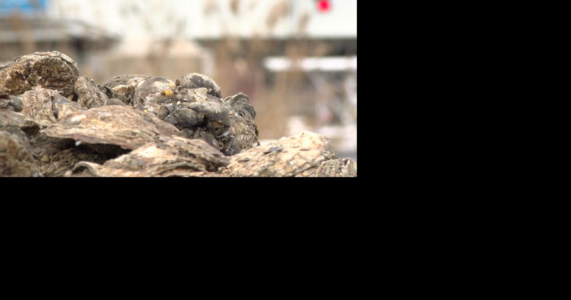 Congressman Harris urges NOAA to declare fishery disaster for Maryland oystermen