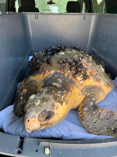 Loggerhead Turtle