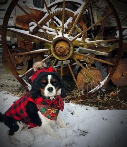 Tammy Massey Seaford.jpg