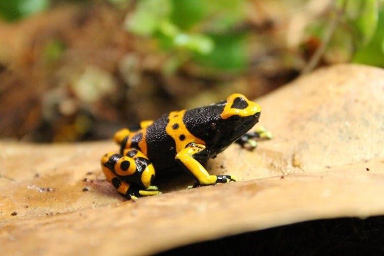 Salisbury Zoo Unveils New Frog Exhibit