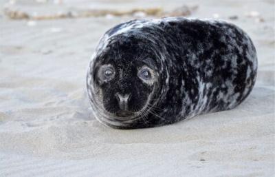 Seal