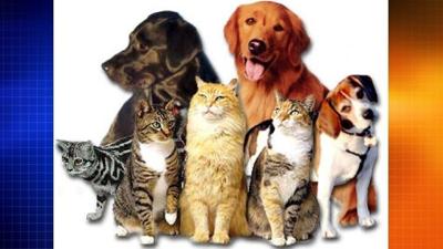 Humane Societies in Wicomico, Caroline, and Talbot Counties Receive MDA Grant
