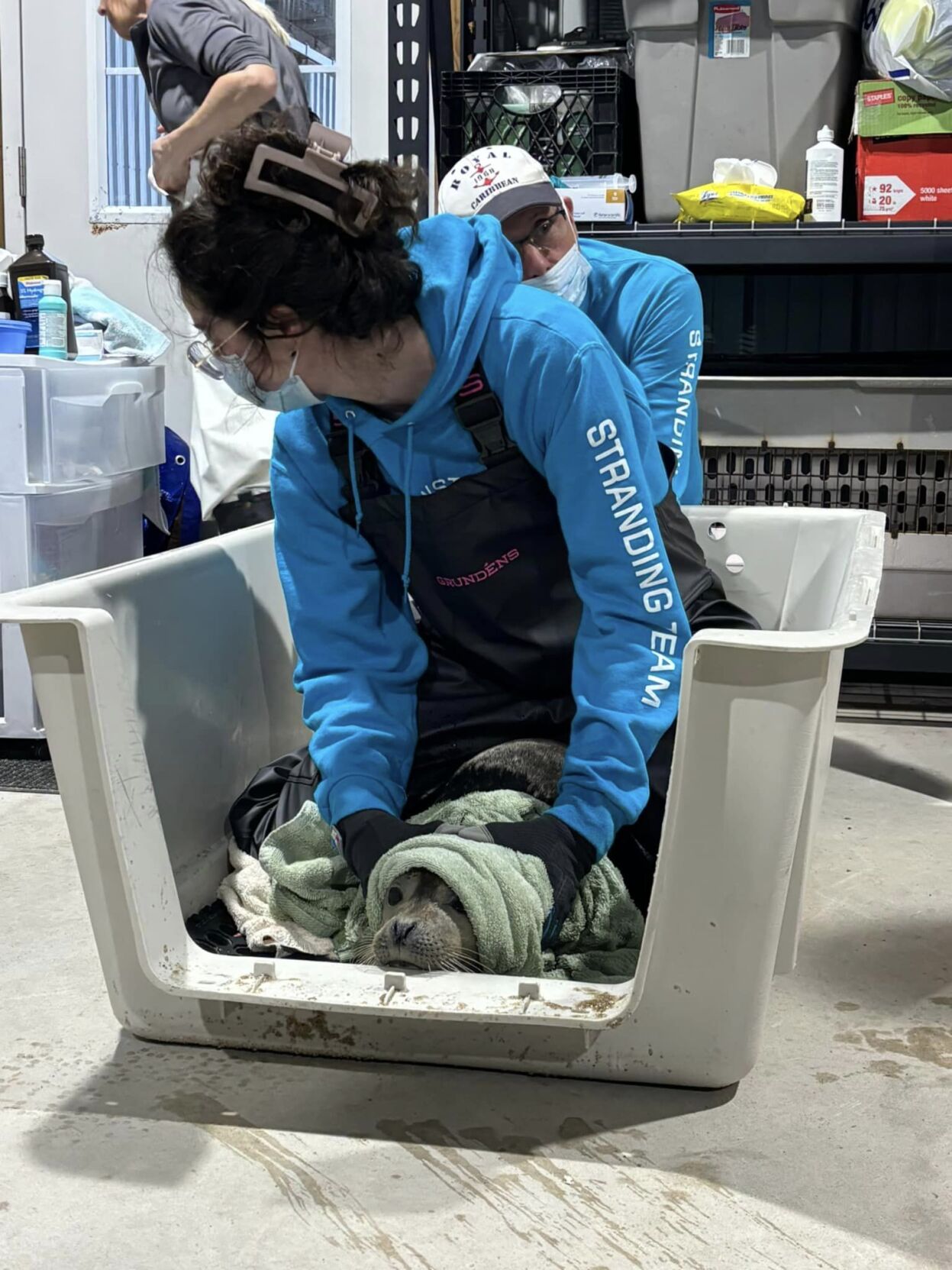 MERR Harbor Seal Rescue