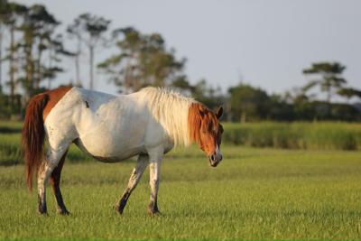 Chincoteague pony