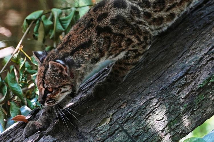 Bolivia New Cat Species