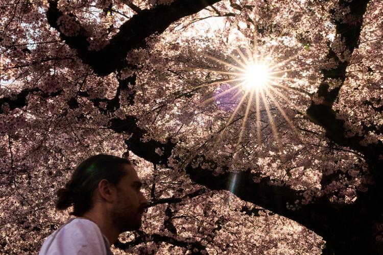 Climate Cooling Trees