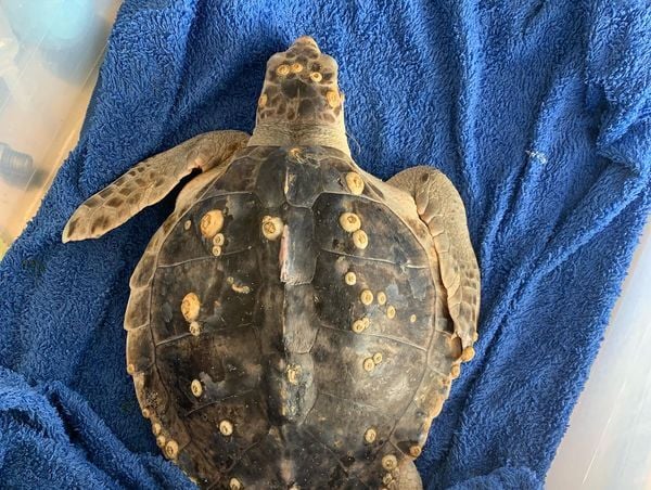 Endangered Sea Turtle on the Road to Recovery | Latest News | wboc.com