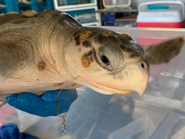 Injured Turtle