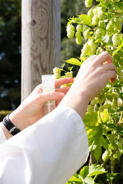 Carlsberg Research Laboratory unlocks the genetic code of hops, helping protect the future of beer in a warming world