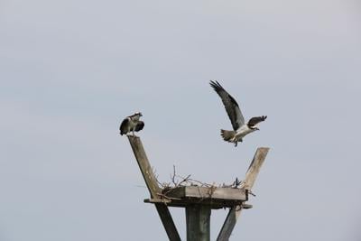 An osprey nest on the Lynnhaven River