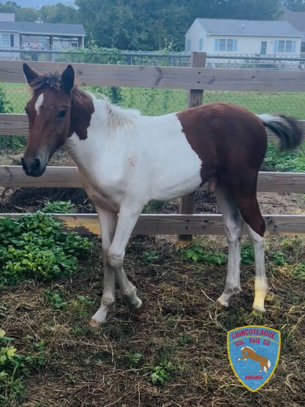 Wesley Bloxom foal