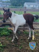 Orphaned Maryland colt gets fresh start with help from Chincoteague’s Saltwater Cowboys