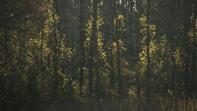 Travels With Charlie: Capturing Morning Dew
