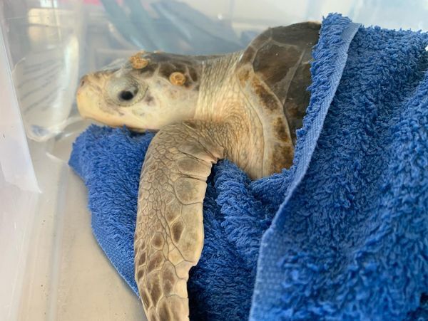 Injured Turtle