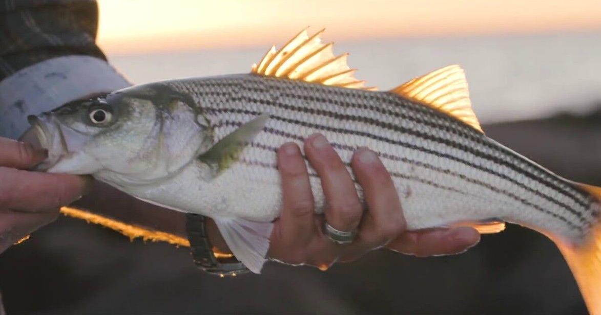 DNREC aims to clear up fish measuring rules for First State anglers