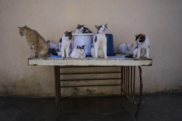 APTOPIX Cuba Cats and Dogs
