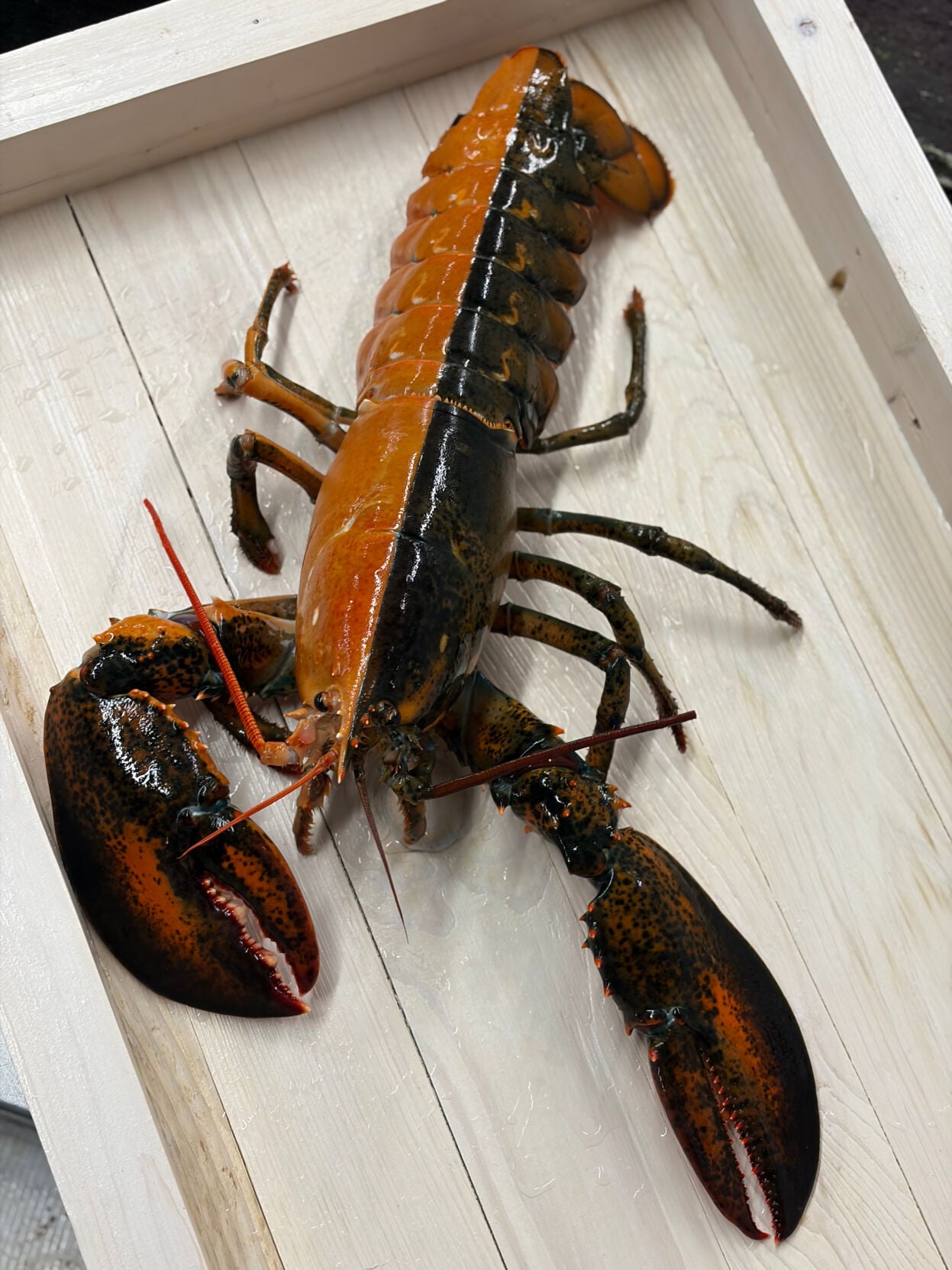 Two Colored Lobster