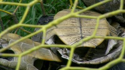 Trapped Terps in Crab Pots Highlight Need for Turtle Excluders