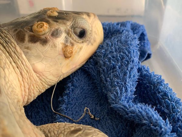 Injured Turtle