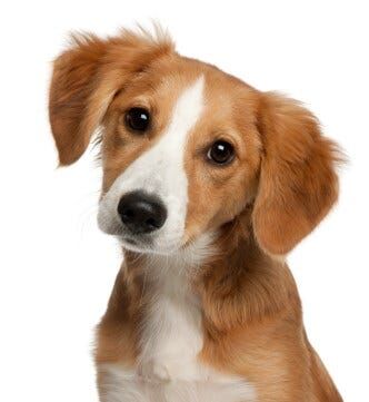 Deadline for Dog License Applications Quickly Approaching in Sussex
