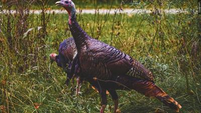 Maryland Wild Turkey Survey Underway