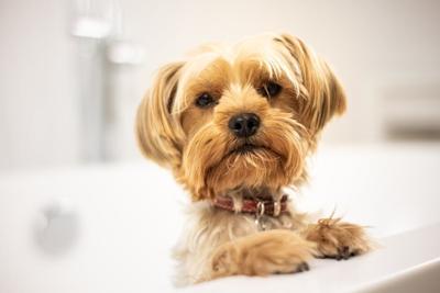 Boarding an Older Dog for the First Time? Downers Grove Experts Explain