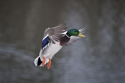 Mallard drake in flight