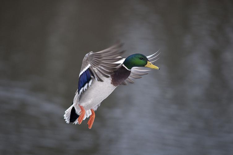 Waterfowl Festival Contest