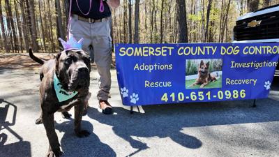 Somerset County Dog Control Shelter