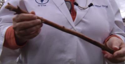 Dog Swallows Stick   Friday  Nov. 13  2015   YouTube