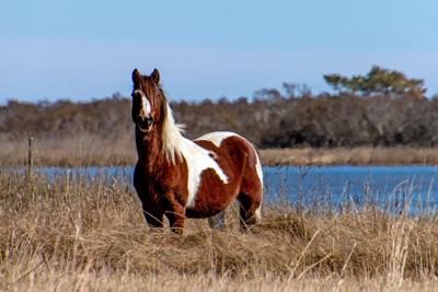 Chincoteague's Oldest Pony Dies at 25