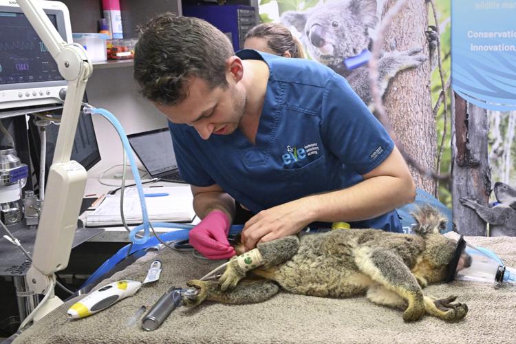 Australia Koala Vaccine