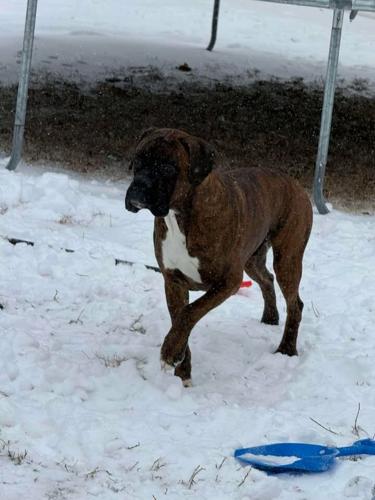 Amanda Dorman - Seaford.jpg