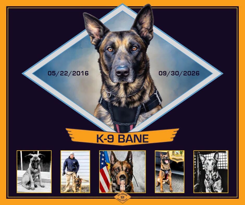 Bane Va Delaware State Police announce death of nine-year K-9 veteran Bane ...