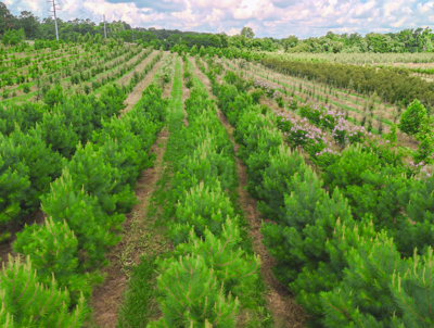 Privacy Tree Planning Brings B&A Farms Into Local Focus