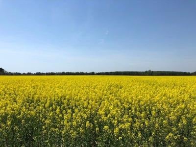 Beautiful Crop, With a Not so Beautiful Name, Takes Root on Delmarva