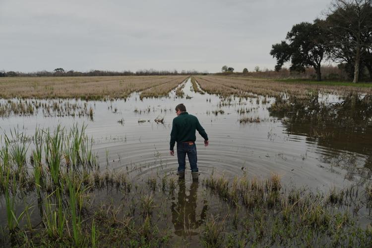 Climate Rice and Crawfish Pests