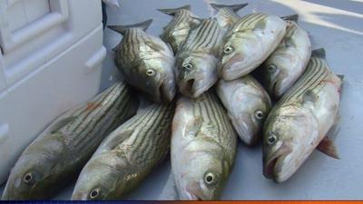 Fisheries Commission Recommends Further Cuts in Striped Bass Quota