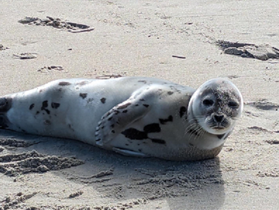 Harp Seal Rescued in Rehoboth Beach