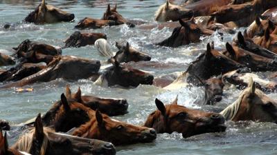 Assateague State Park Celebrating 50th Anniversary