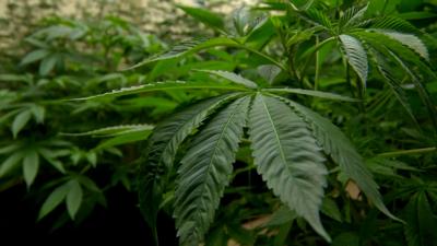 Marijuana Delays