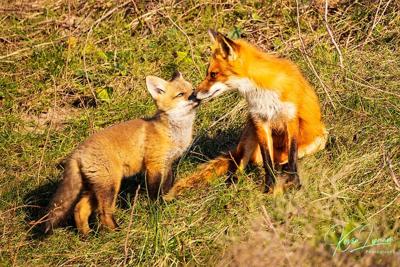 Mama Fox and her kit