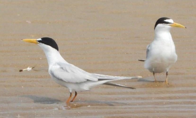 Least terns