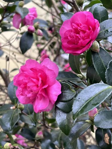 camellia sasanqua Sparkling Burgundy (1).JPG