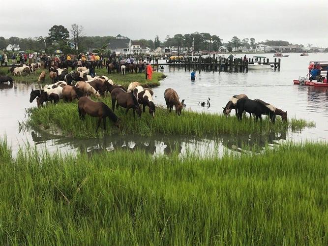 Photos: Chincoteague Pony Swim Through the Years