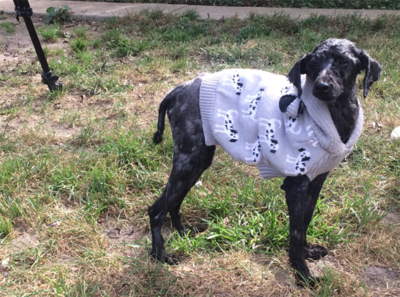 As Neglected Animals Recover, the Owners' Family Speaks Out