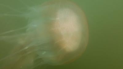 Jellyfish in Ocean